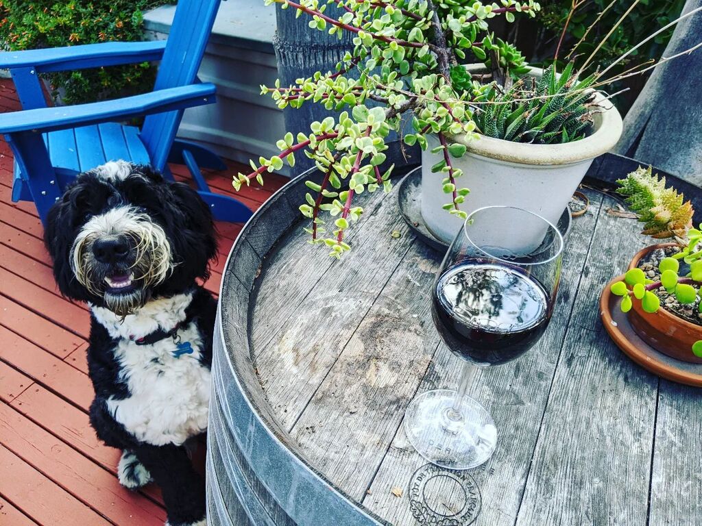 MossieSD's tweet photo. My buddy MAGNUM joining me in celebrating National Red Wine Day. A little taste of a typical California Cabernet Sauvignon from Alexander Valley. Concentrated, rich flavors of blackberry, blueberries, vanilla from the oak ageing and polished smooth tanni… https://t.co/GRXglMDojz https://t.co/cm7XsUCDyS