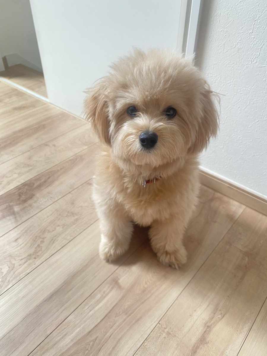 ポメプー成犬の体重は何キロが適正 月齢ごとの体重推移や肥満の予防法も紹介 ワンコと一緒にハッピーライフ