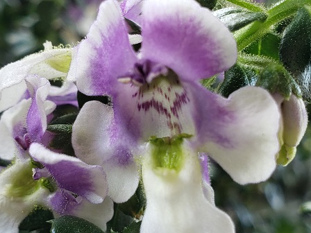 ｱﾝｹﾞﾛﾆｱ Twitter Search Twitter