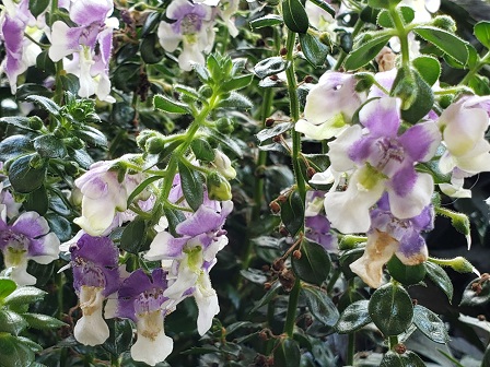 ｱﾝｹﾞﾛﾆｱ Twitter Search Twitter