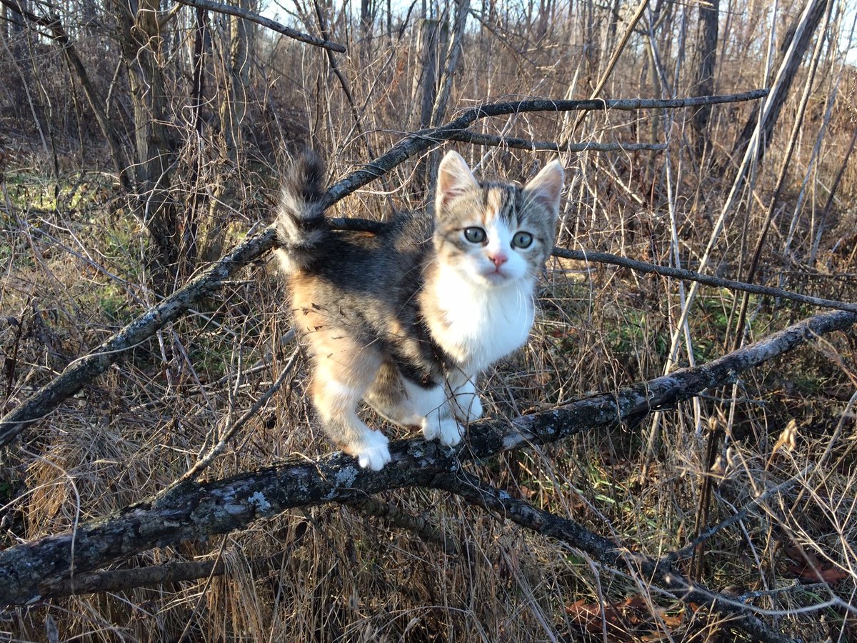 TipsMeatball's tweet image. #cat #kitten #January6th #Insurrection  I am sorry for the direction of this country has #cutecats #cutefemboys been heading. I am by the disgusting action #DonaldTrump and his disgusting friends.i regret my actions and should never have said what those said to I said to them.