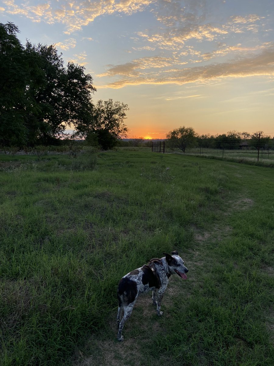 Note the scarlet S.  In 2021, I was ready to start taking these scabby trees out of the orchard.  2022 is a Wichita year.  #hazelthedonkey #Ladybirdisagreatdog #sunsets