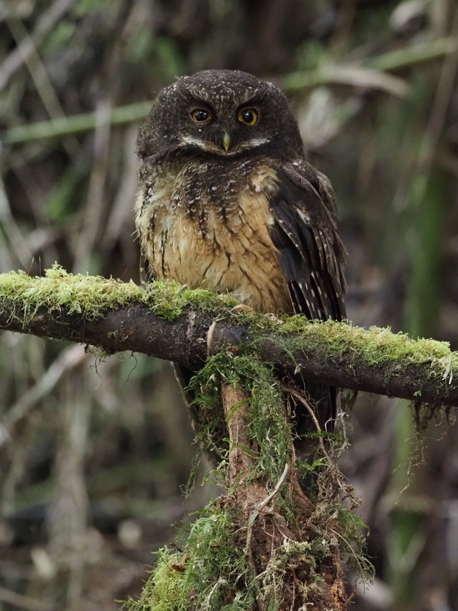 Daviles_d's tweet photo. White-throated Screech Owl en Zuro Loma! https://t.co/41S3M8ZXF0