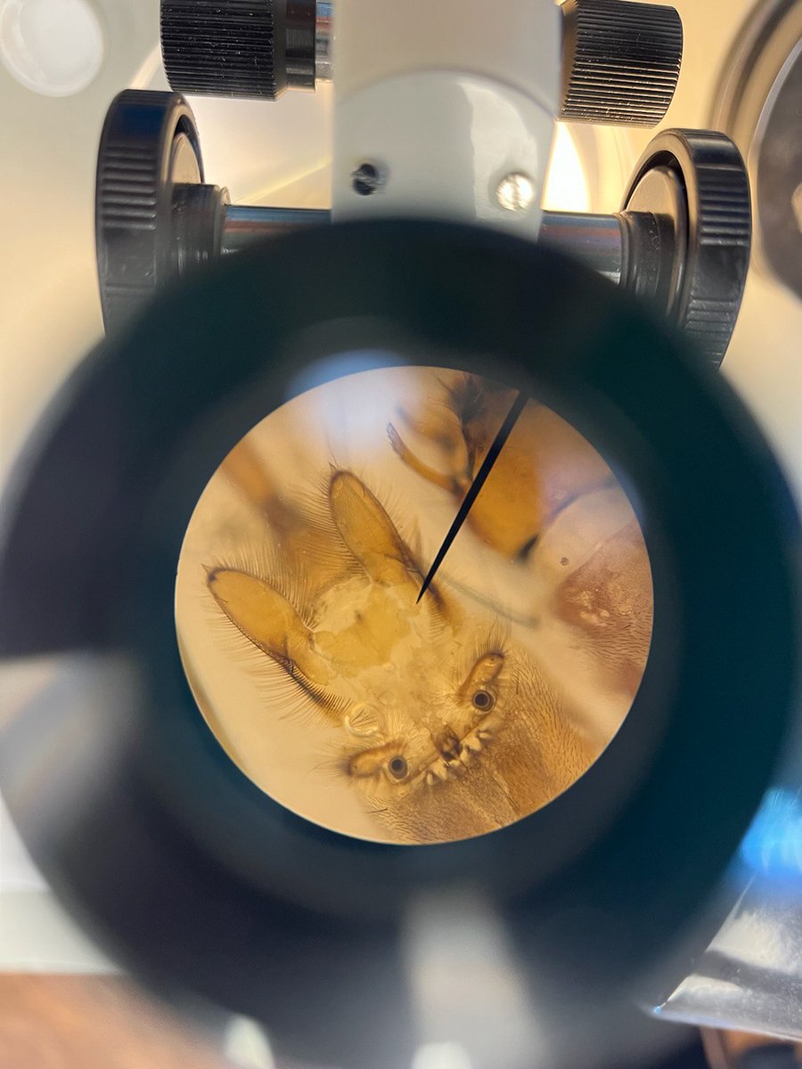 weaselheadpark's tweet photo. Who knew #larvae bums were so cute!
#invertebrates #SWRingRoad #impactstudy https://t.co/STBnmiUVBI