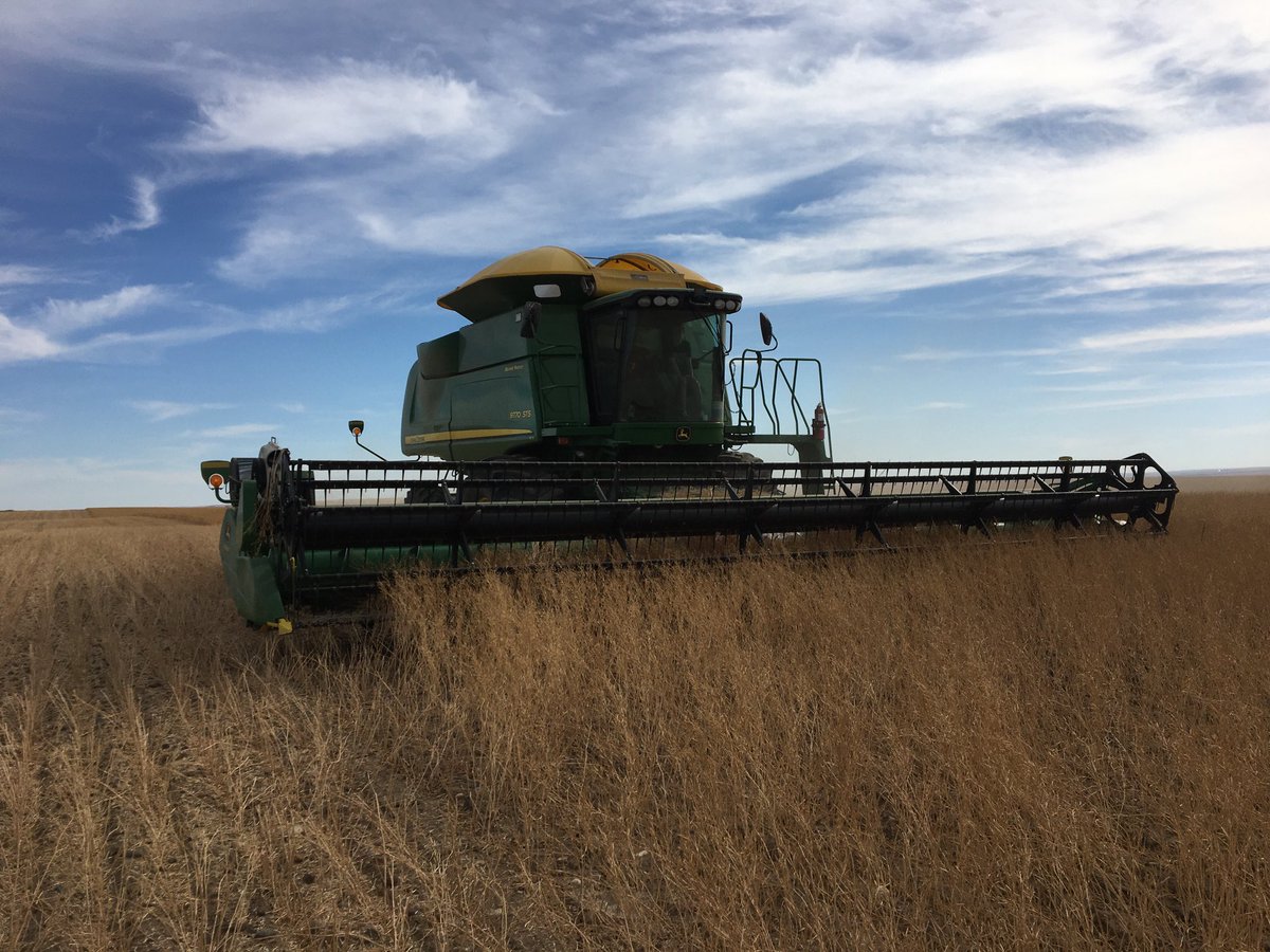 Claude Nogue récolte de la moutarde au nord-est de McCord. Tout l’équipement agricole est devenu gigantesque depuis quelques années.