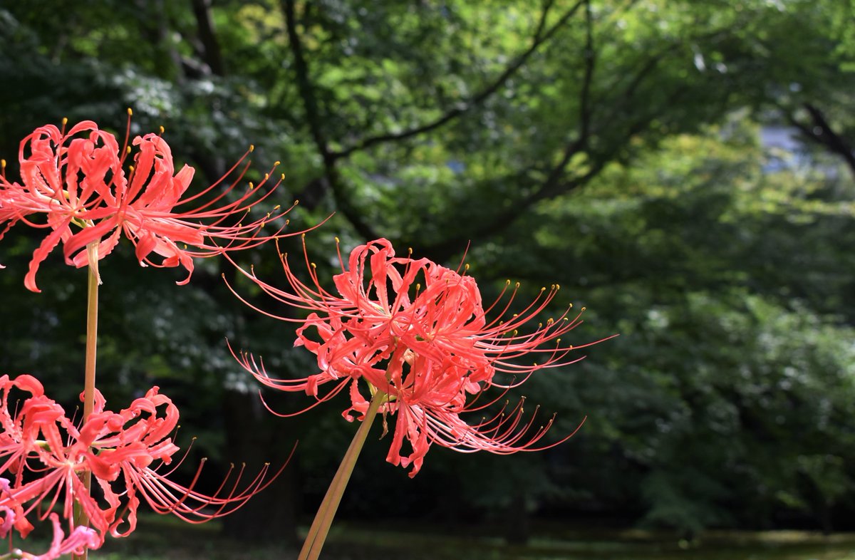 例年9月に入ると顔を出す 彼岸花 ですが 今年は随分早く咲き始めました セミの鳴き声と彼岸花 そんな楽しみ方もあるかもしれません ヒガンバナ ツイッターで楽しむ庭園 一足早い秋 浜松町駅北口 Tokyo Red Spider Lily 港区 港区民ニュース 例年9月に入ると顔を出す 彼岸花 ですが 今年は随分早く咲き始めました セミの鳴き声と彼岸花 そんな楽しみ方もあるかもしれません ヒガンバナ ツイッターで楽しむ庭園 一足早い秋 浜松町駅北口 Tokyo Red Spider Lily 港区 港区民ニュース