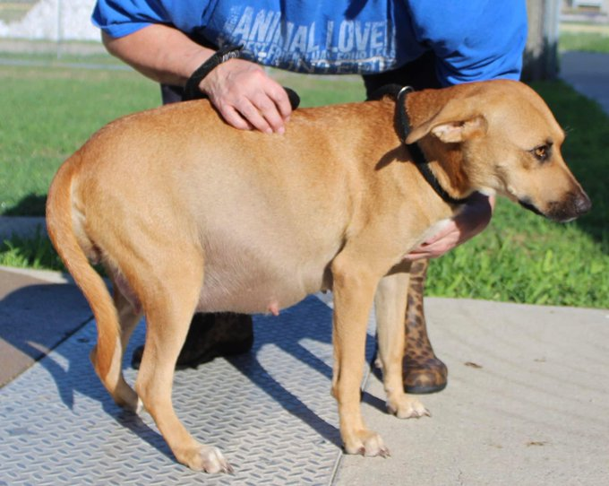 psychicwhisper3's tweet photo. 🆘🤰VERY PREGNANT CHLOE❤️#A348461
⌛️About To Give Birth To Her PUPS🐾HELP ‼️
2Yr Lab/Ret Mix Great Character🥰
😢Puppies Get Sick In Shelters We Need An 
Angel Or Hero 4 #ResQ They Need To B Out Of Here &amp; Fast🏎️ #Please Get Them 2 #Safety🙏
#RT #PLEDGE #FOSTER INFO⬇️#CCTX https://t.co/Upz02o4JW9