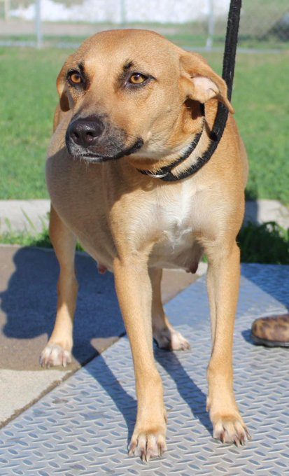 psychicwhisper3's tweet photo. 🆘🤰VERY PREGNANT CHLOE❤️#A348461
⌛️About To Give Birth To Her PUPS🐾HELP ‼️
2Yr Lab/Ret Mix Great Character🥰
😢Puppies Get Sick In Shelters We Need An 
Angel Or Hero 4 #ResQ They Need To B Out Of Here &amp; Fast🏎️ #Please Get Them 2 #Safety🙏
#RT #PLEDGE #FOSTER INFO⬇️#CCTX https://t.co/Upz02o4JW9