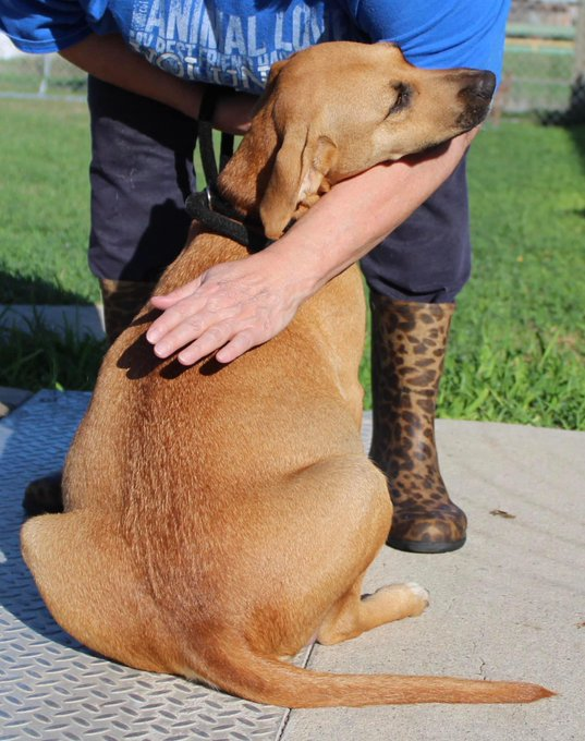 psychicwhisper3's tweet photo. 🆘🤰VERY PREGNANT CHLOE❤️#A348461
⌛️About To Give Birth To Her PUPS🐾HELP ‼️
2Yr Lab/Ret Mix Great Character🥰
😢Puppies Get Sick In Shelters We Need An 
Angel Or Hero 4 #ResQ They Need To B Out Of Here &amp; Fast🏎️ #Please Get Them 2 #Safety🙏
#RT #PLEDGE #FOSTER INFO⬇️#CCTX https://t.co/Upz02o4JW9