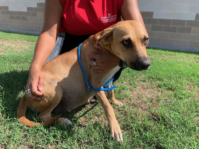 psychicwhisper3's tweet photo. 🆘🤰VERY PREGNANT CHLOE❤️#A348461
⌛️About To Give Birth To Her PUPS🐾HELP ‼️
2Yr Lab/Ret Mix Great Character🥰
😢Puppies Get Sick In Shelters We Need An 
Angel Or Hero 4 #ResQ They Need To B Out Of Here &amp; Fast🏎️ #Please Get Them 2 #Safety🙏
#RT #PLEDGE #FOSTER INFO⬇️#CCTX https://t.co/Upz02o4JW9