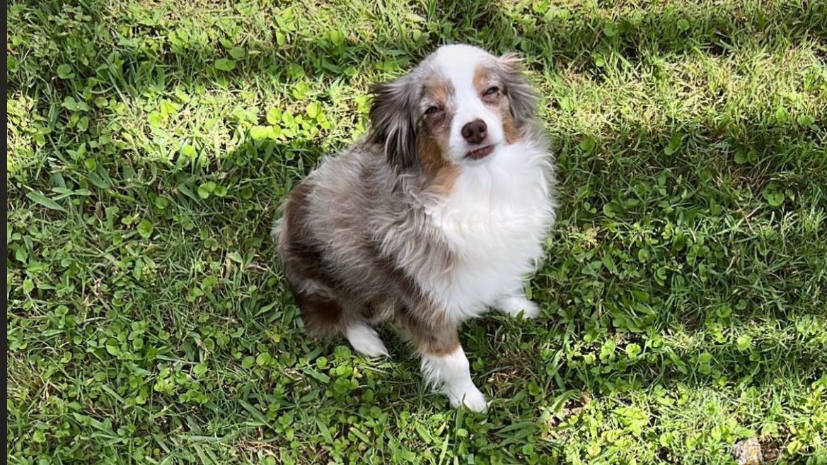 Bruce escaped earlier today. We’ve been searching for hours. I would appreciate all the thoughts, prayers, and/or positivity you can spare. If you know me, you know Bruce. I need him back.