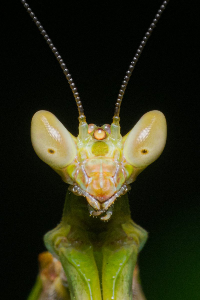 Abhinand_Reghu's tweet photo. WORLD OF MACRO
NFT collection at Opensea 
1/1 edition
9 NFTs available

Link below 👇 https://t.co/k6VJ6FX7Ph