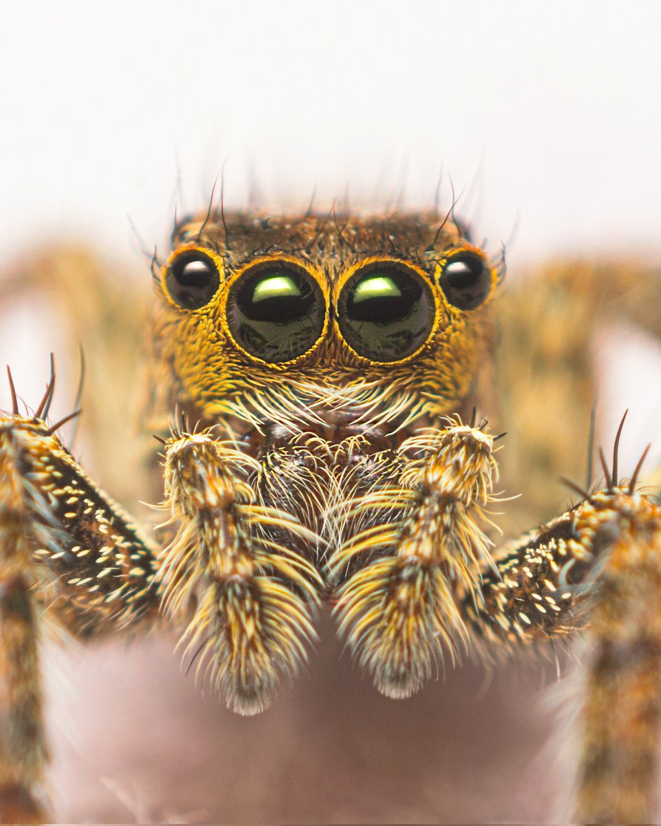 Abhinand_Reghu's tweet photo. WORLD OF MACRO
NFT collection at Opensea 
1/1 edition
9 NFTs available

Link below 👇 https://t.co/k6VJ6FX7Ph