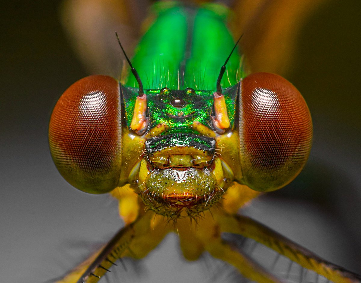 Abhinand_Reghu's tweet photo. WORLD OF MACRO
NFT collection at Opensea 
1/1 edition
9 NFTs available

Link below 👇 https://t.co/k6VJ6FX7Ph