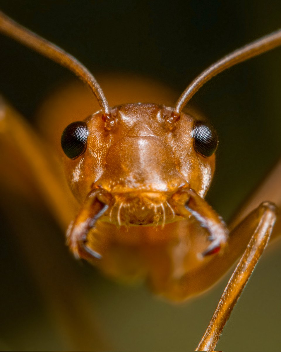 Abhinand_Reghu's tweet photo. WORLD OF MACRO
NFT collection at Opensea 
1/1 edition
9 NFTs available

Link below 👇 https://t.co/k6VJ6FX7Ph