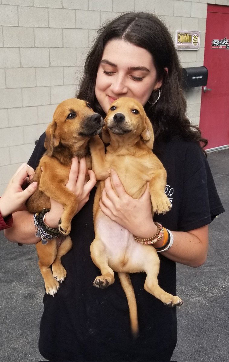 MarleyMud's tweet photo. 34 #RescueDogs and 1 #rescuecat this #RescueTransport. These #furbabies had a long #freedomride from #Louisiana, #Oklahoma, and #arkansas to the northeast. We absolutely love knowing that they are going to loving #fureverhomes. #AdoptDontShop https://t.co/ApvunrUCUd