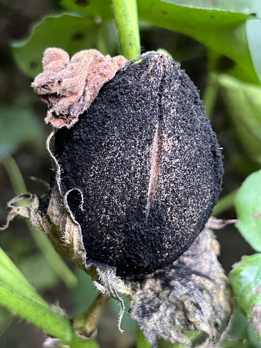 The complex nature of cotton boll rot makes management options difficult. A laundry list of fungi and some bacteria (e.g., Xcm, the organism that causes bacterial blight) can cause boll rot when the environment remains conducive #mscrops