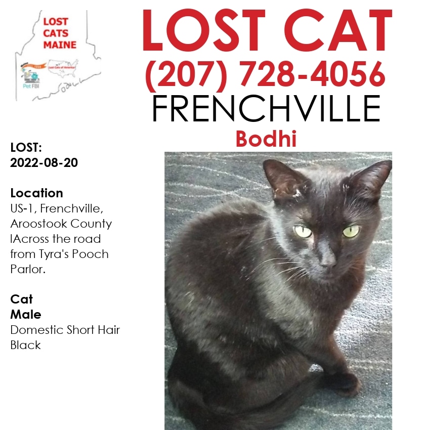 LostDogsMaine's tweet photo. #Lost  #Cat - 
Date Lost:  2022-08-20 
 Cat's Name: #Bodhi 
Breed of  Cat:  Domestic Short Hair 
Gender:  Male 
Closest Intersection:  US-1, Frenchville, Aroostook County, ME, US, 04745. Across the road from Tyra's Pooch Parlor. #ME 
Zip Code:  04745 
Color:  Black
Age: 11 https://t.co/NlIeCzsFMq