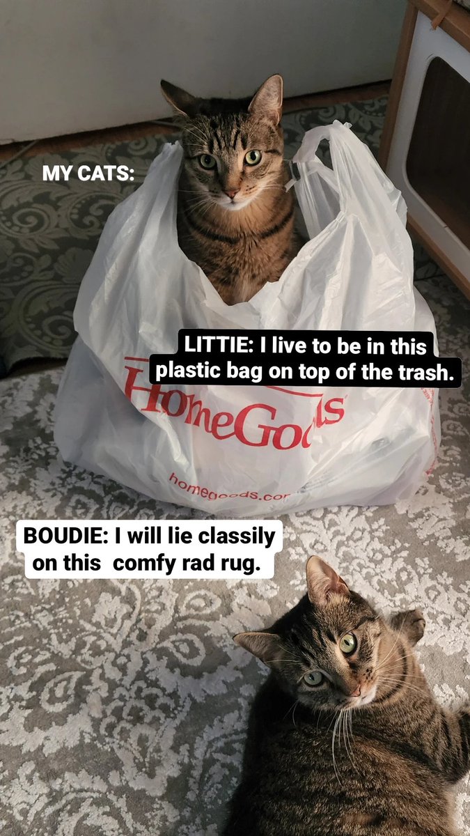 Lisalisejam's tweet photo. My fur babies have different souls. #kitteh #catclass #trashy https://t.co/ibphqOPOgX