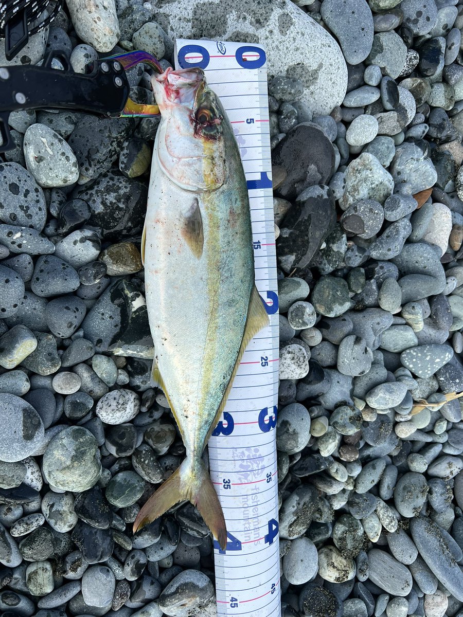 XM1xr's tweet photo. 西湘サーフ
ナブラも起きず、諦めかけてたら釣れました！サイズはそこまで大きくないけど貴重な青物ゲット！
＃西湘サーフ
#ワカシ https://t.co/GViNXi7xth
