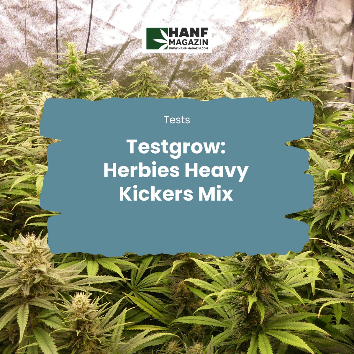 hanfmagazin's tweet photo. Die spanische Cannabis-Samenbank Herbies verkauft seit über 20 Jahren Seeds...
➡️ https://t.co/6LRGhB4jWx
#hanfmagazin #herbies #cannabissamen #cannabissamen #grandmommypurple #mimosashot #godzillaglue#4 #seeds #cannabissamenbank #seeds #cannabis #cannabiscommunity https://t.co/UbvFVoqCF8