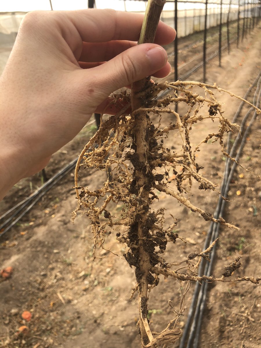 GlsmUysal07's tweet photo. #nematode #monday #rootknotnematode #solanumnigrum https://t.co/CS9rbq6ro6