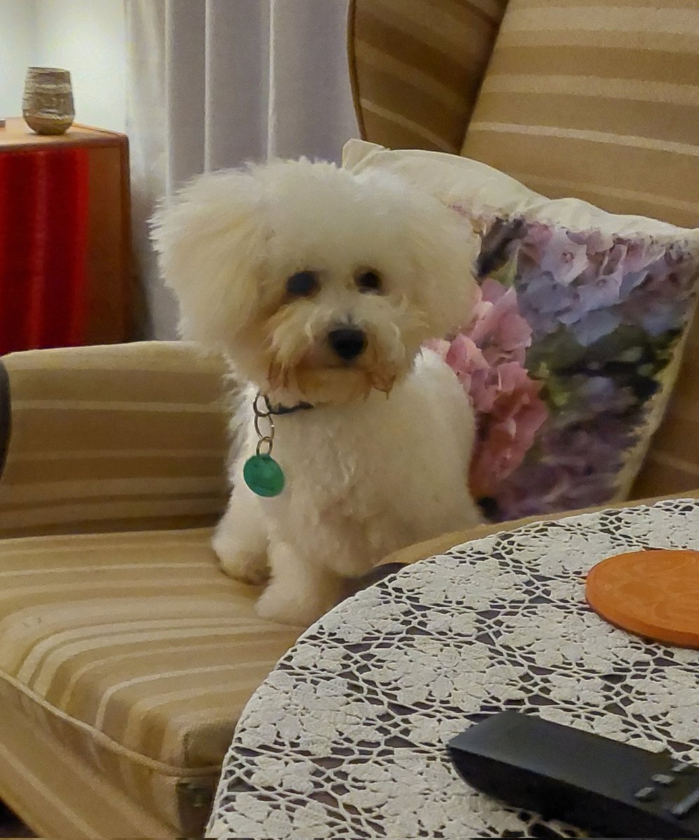 GabyLynch9's tweet photo. If I sit on this chair that little pot of treats on the table might magically fall onto it. Right? #PostHaircut #DogsOfTwitter 😄🐶 https://t.co/PiOHx4EItN