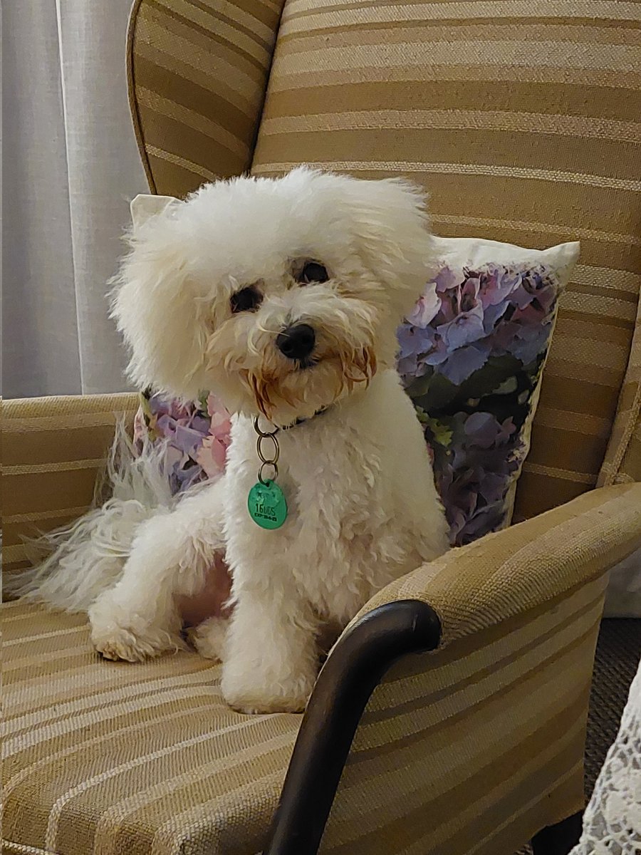 GabyLynch9's tweet photo. If I sit on this chair that little pot of treats on the table might magically fall onto it. Right? #PostHaircut #DogsOfTwitter 😄🐶 https://t.co/PiOHx4EItN