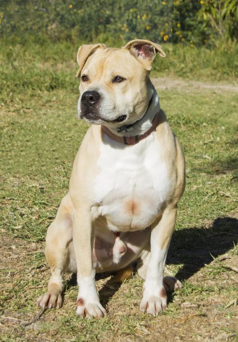 AsokaOrihuela's tweet photo. 🐾Hoy en el espacio de @RadioOrihuela buscamos un hogar para AQUILES 💖🐶. Te contamos su historia aquí:📻  https://t.co/mnNSSP78nI

Puedes saber más de él en nuestra web: 🔗 https://t.co/Fy5BcGmVMm 

✉️Escríbenos a asokaorihuela@gmail.com para adoptar a Aquiles! https://t.co/NYTL999Opv