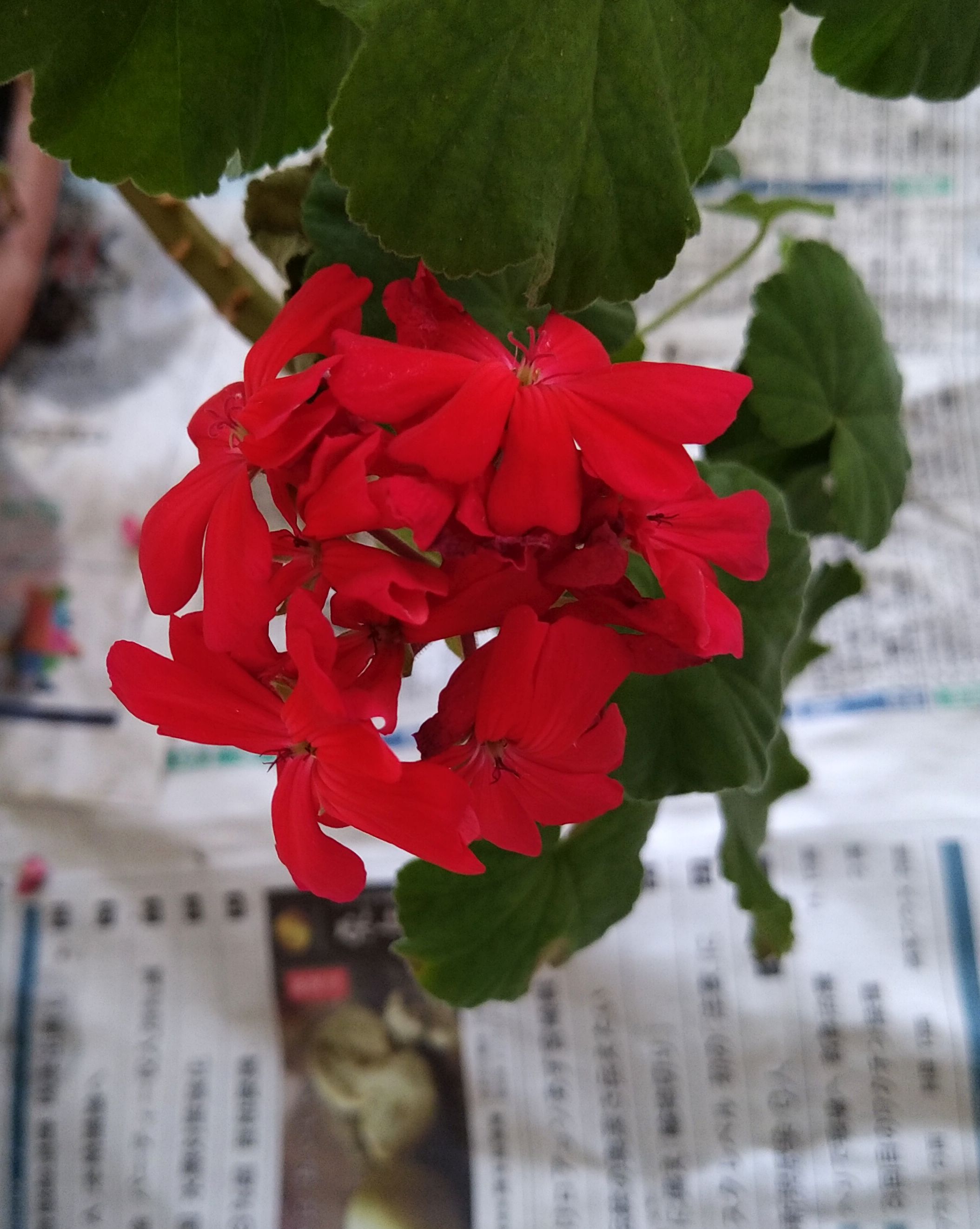 大きな花 Twitter Search Twitter
