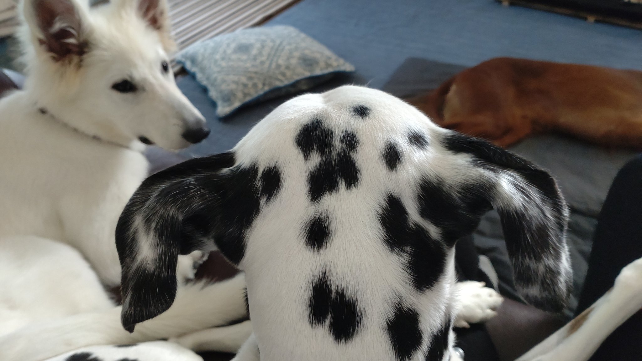 ﾀﾞﾙﾒｼｱﾝ Twitter Search Twitter