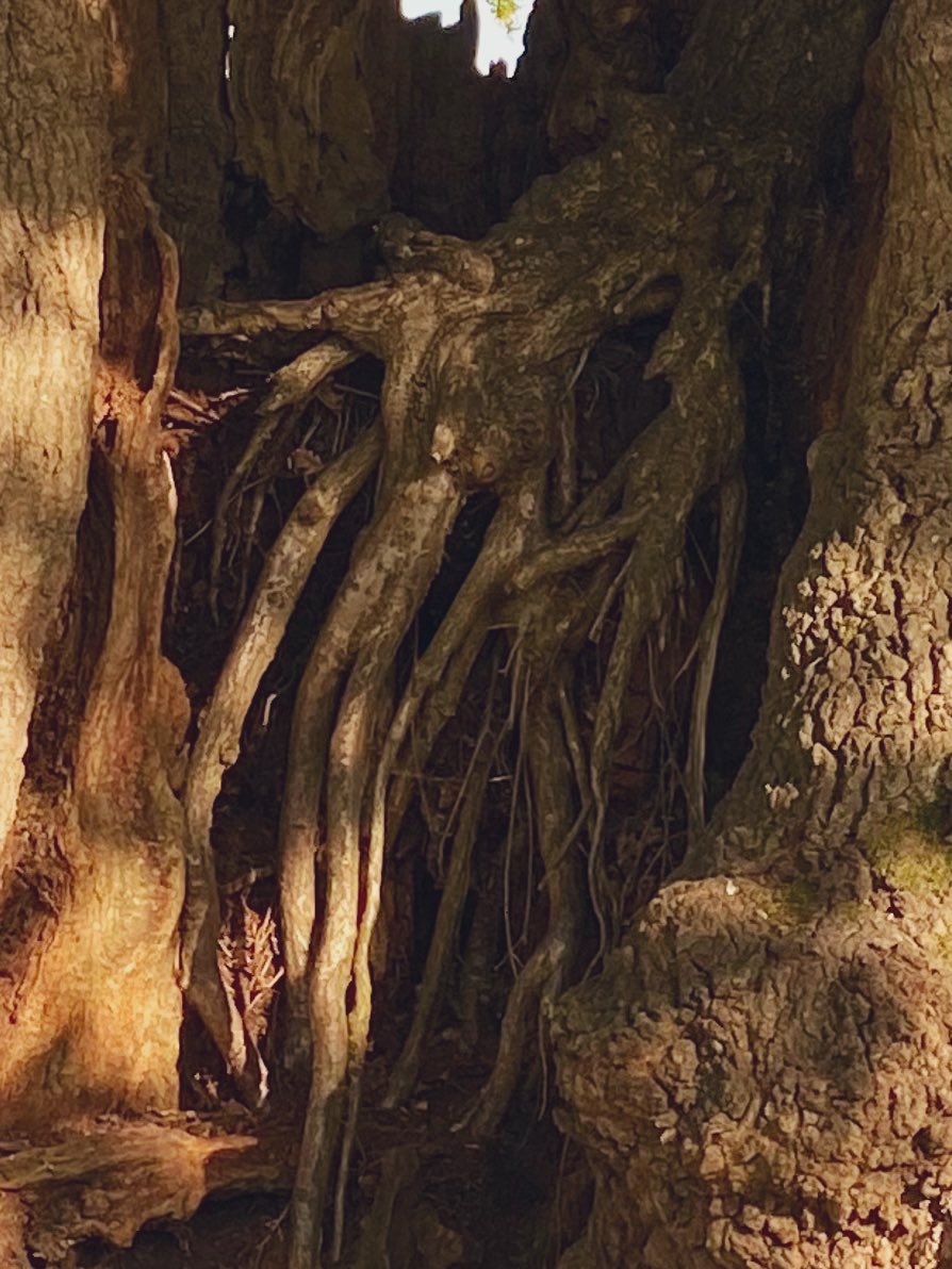 TiCLme's tweet photo. ‘I’d like to be
Under the tree
In an octopus’ garden
In the shade’

@keeper_of_books @johntree1981 @AncientTreesATF @GreenGymPenge @TheKentAcorn @thetreehunter @GregPackman @Safernoc934 @NatFedParks @arborsmarty @mathilebrandts @Team4Nature @thebeatles 

#octopusgarden https://t.co/GbacRQNt62
