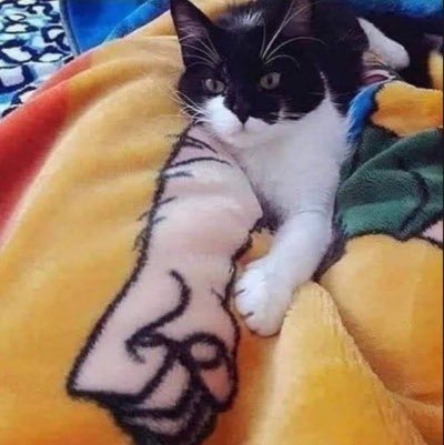TheShowPBAFM's tweet photo. #Catpow! https://t.co/7wfwJTKs7D