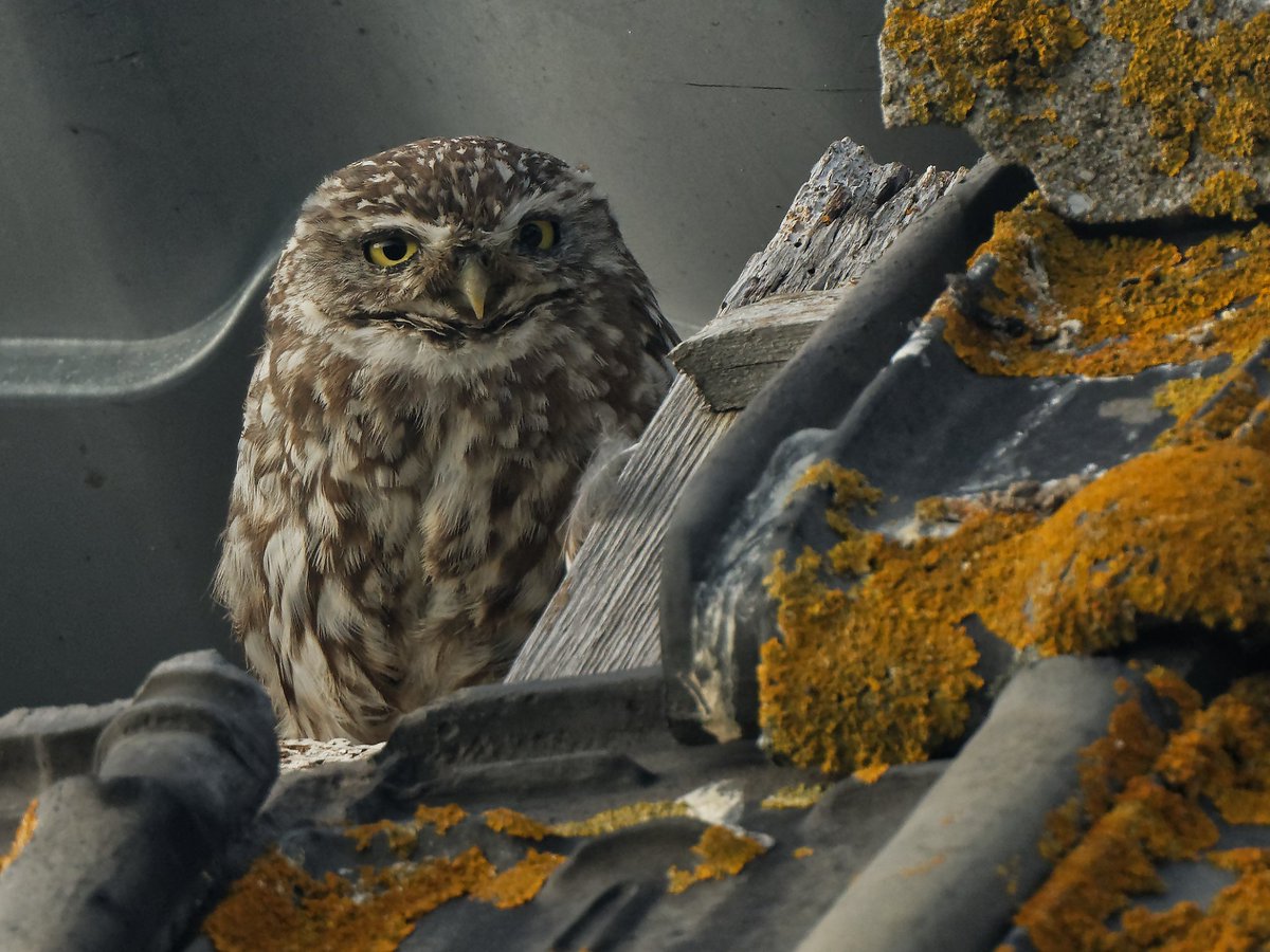 Gisteravond een stukje fietsen en zag ik gelukkig deze #Steenuil gluren😊.#Athene_noctua #Little_Owl 
<a href="/Vogelnieuws/">Vogelbescherming NL</a> #Zoetermeer #Natuurfotografie #Nature_Photography <a href="/Sovon/">Sovon Vogelonderzoek Nederland</a> <a href="/VroegeVogels/">Vroege Vogels</a> <a href="/IVNzuidholland/">IVN Zuid-Holland</a> @Natuurmonument <a href="/ZHLandschap/">Zuid-Hollands Landschap</a> <a href="/Volgdenatuur/">volg de natuur</a> <a href="/Waarneming/">Waarneming.nl</a> @Natuuronline #Kleffens