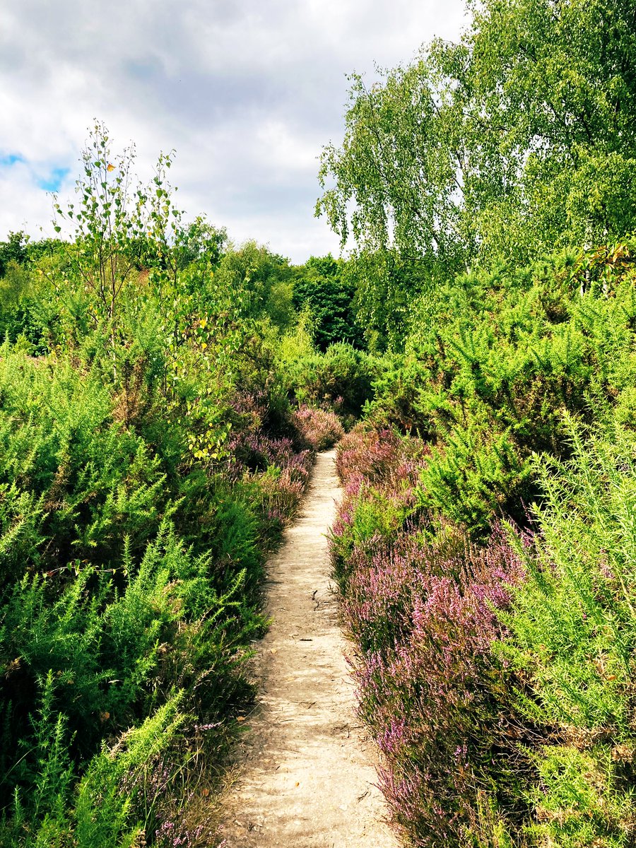 MsFaversham's tweet photo. Hunting for bison at RSPB Blean Woods @Natures_Voice - what a serene place, bursting with nature. 

🌳 🌱 🐜 💚 🦬

#rewilding #woodland https://t.co/m4VjfGK1ao
