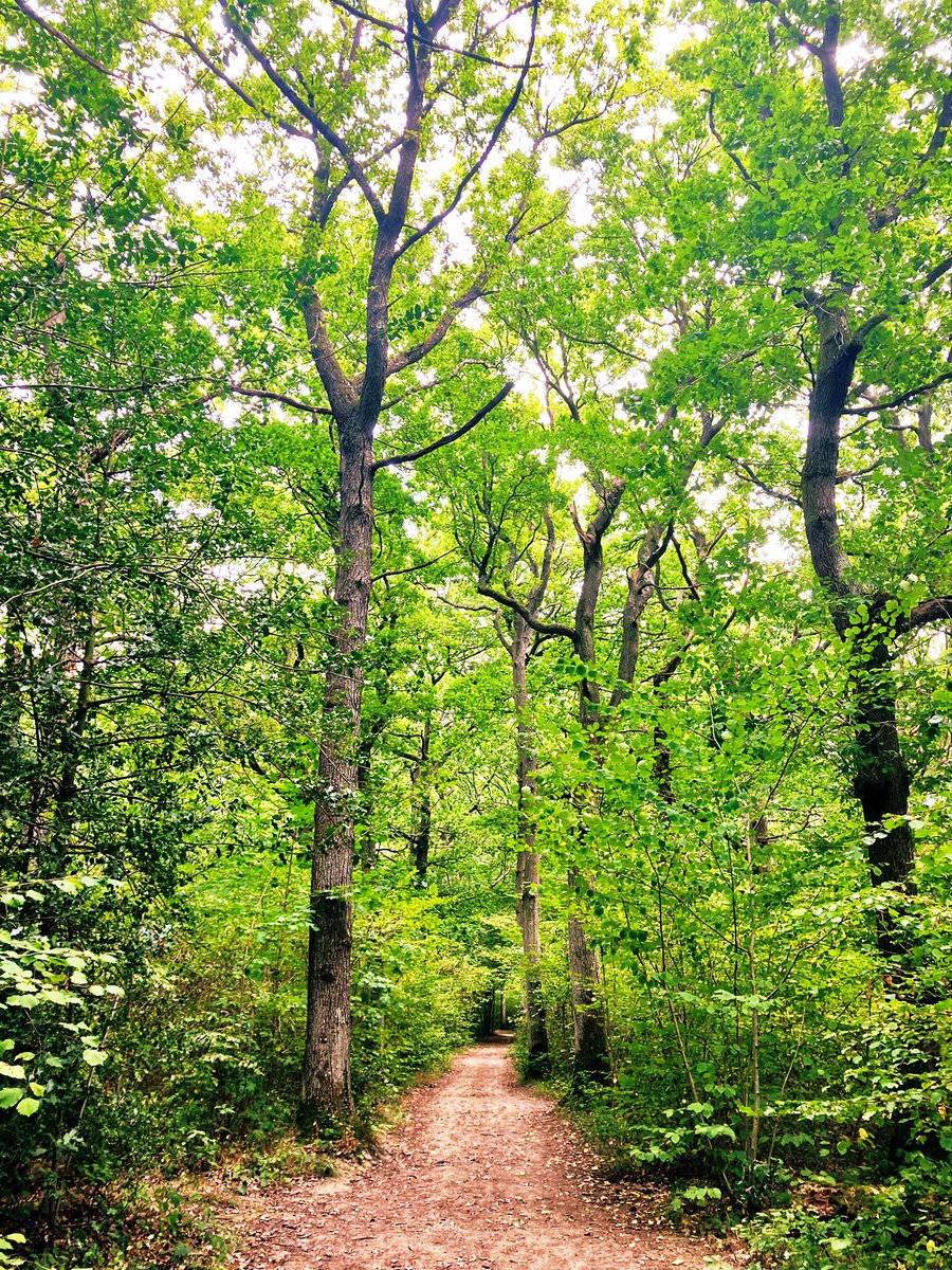 MsFaversham's tweet photo. Hunting for bison at RSPB Blean Woods @Natures_Voice - what a serene place, bursting with nature. 

🌳 🌱 🐜 💚 🦬

#rewilding #woodland https://t.co/m4VjfGK1ao