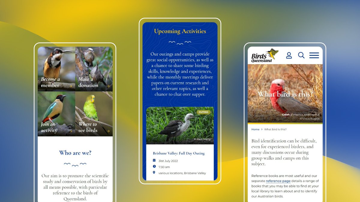CalebGittins's tweet photo. Excited to share a passion project of mine, the new website for Birds Queensland! 

Along with other members, I've spent the last 18 months redesigning and redeveloping the site, and I’m very proud of the end result. 

#birdsqueensland #birdsqld #birdconvservation #birdresearch https://t.co/1snsQFhTUi