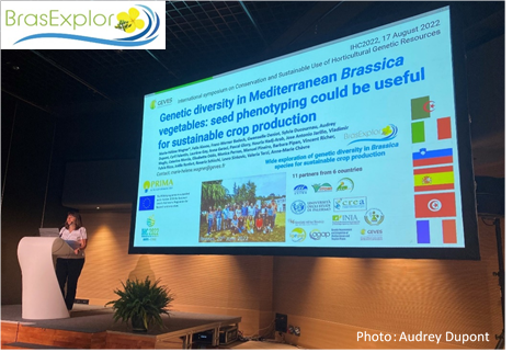 The 31st International Congress for Horticulture held last week in Angers has gathered more than 2200 attendees to 25 symposia. <a href="/BrasExplor/">BrasExplor</a> project has been presented in the symposium "Conservation and sustainable use of horticultural genetic resources"
#brassica
<a href="/PrimaProgram/">PRIMA Program Mediterranean Partnership 🇪🇺</a>