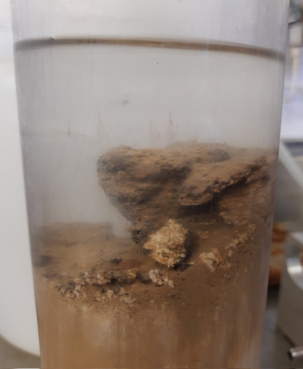 Peter Kraal (@drpeterkraal) on Twitter photo Coring the sediment around hydrothermal vents during #I_NANO was challenging, but never boring. Rocks, metal crusts, we found it all. Here, what looks like a iron-manganese crust overlying some seriously metal-rich sediment. @nanoOlli <a href="/preinerin/">Martina Preiner</a> <a href="/NIOZatSea/">Nioz At Sea</a> <a href="/UUGeo/">Geosciences UU</a> Coring the sediment around hydrothermal vents during #I_NANO was challenging, but never boring. Rocks, metal crusts, we found it all. Here, what looks like a iron-manganese crust overlying some seriously metal-rich sediment. @nanoOlli <a href="/preinerin/">Martina Preiner</a> <a href="/NIOZatSea/">Nioz At Sea</a> <a href="/UUGeo/">Geosciences UU</a>