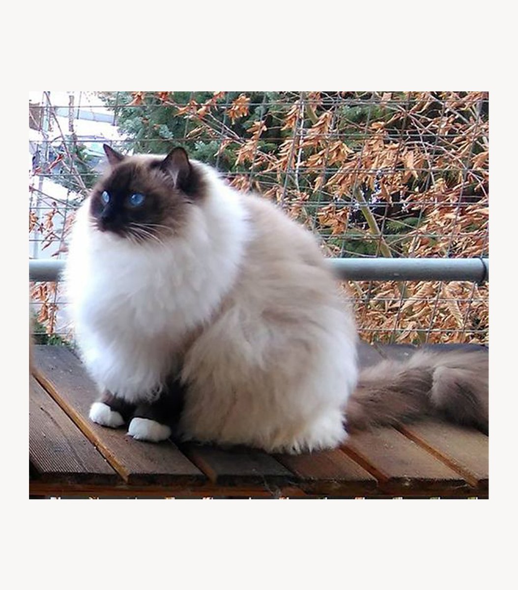 gentleeeeeeecat's tweet photo. ragdoll🥰 https://t.co/iJZYL7IAOj