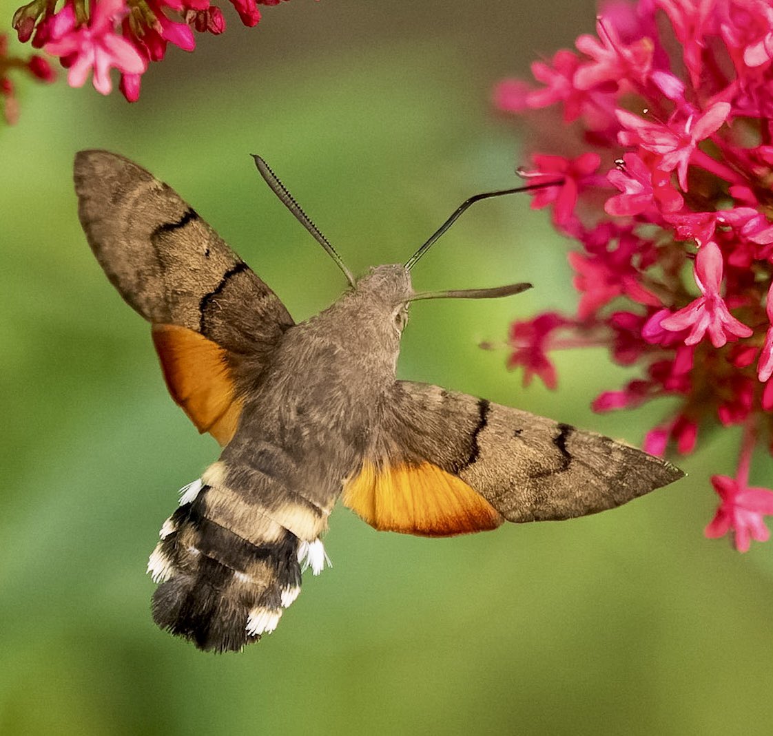 It took 1/12800 sec to freeze the wings of the hummingbird hawkmoth OM1 and 40-150 f2.8 - what beauty in our garden. <a href="/BDSdragonflies/">British Dragonfly Society</a> #bbcwildlifePOTD @BBCCountryfile @ukbutterflies <a href="/OMSYSTEMcameras/">OM SYSTEM Cameras</a> <a href="/SWNS/">SWNS.com</a> <a href="/igpoty/">igpoty</a> <a href="/CUPOTYawards/">Close-up Photographer of the Year</a> <a href="/WildArtPOTY/">WildArt Photographer of the Year</a> @WildPlanetPhoto <a href="/IoloWilliams2/">Iolo Williams</a>