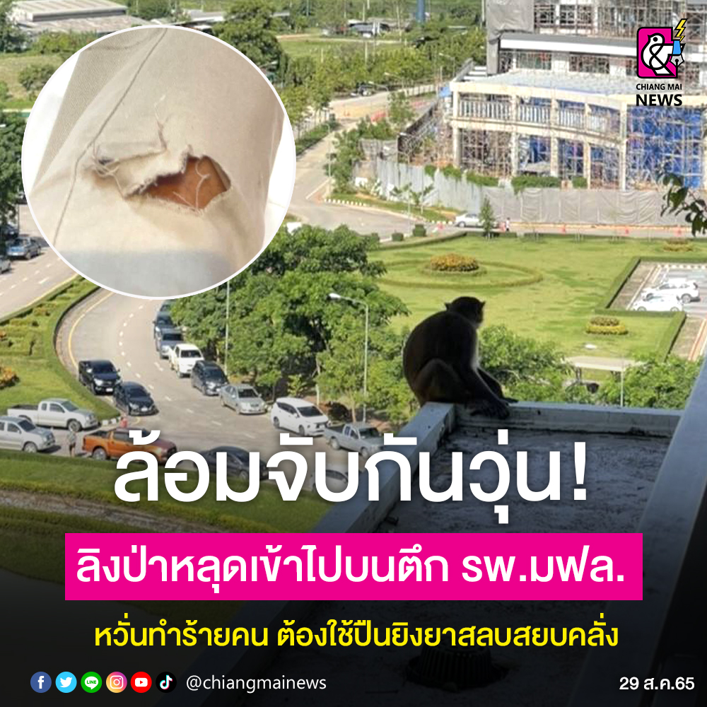 Chiang Mai News on Twitter: 