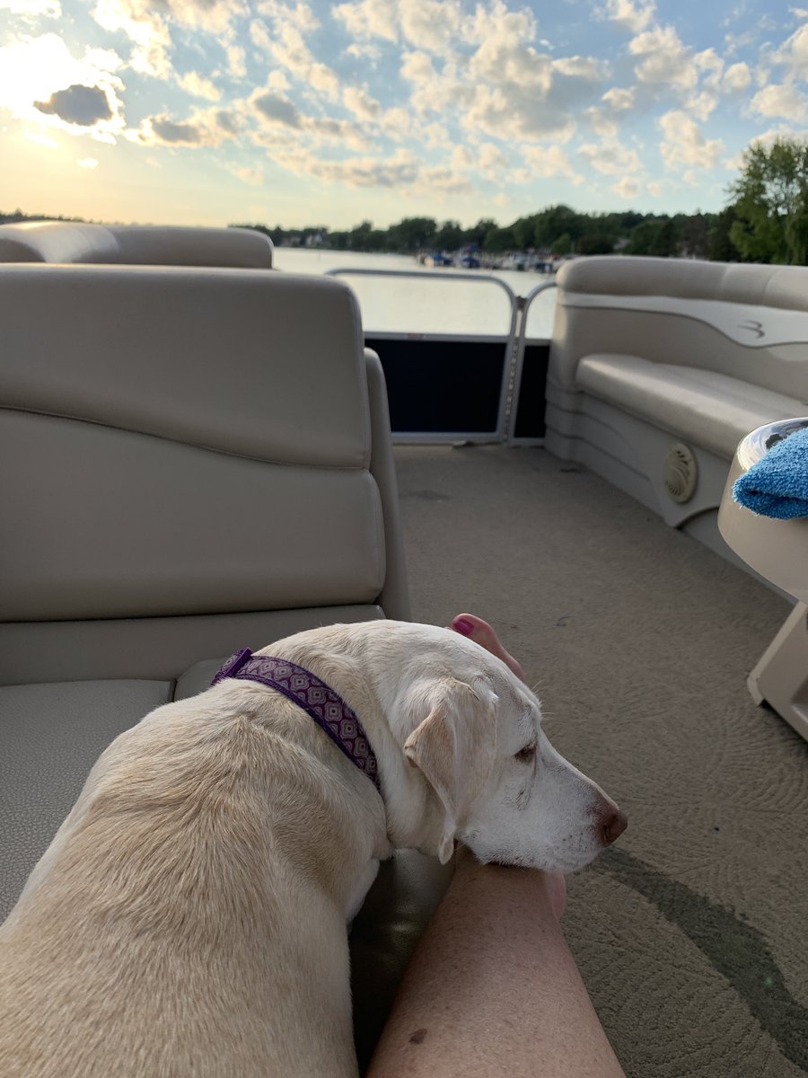 KathyHyla's tweet photo. @DebiQuagliano @Quags861 @ViatorLion10 The life of a rescue pup!💙 https://t.co/s4vOV7SPbl
