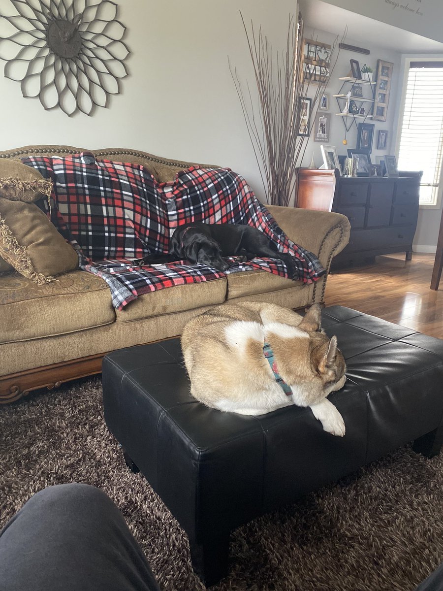 HoppyRob's tweet image. Great weekend spent dog sitting by Piper and I!!!!