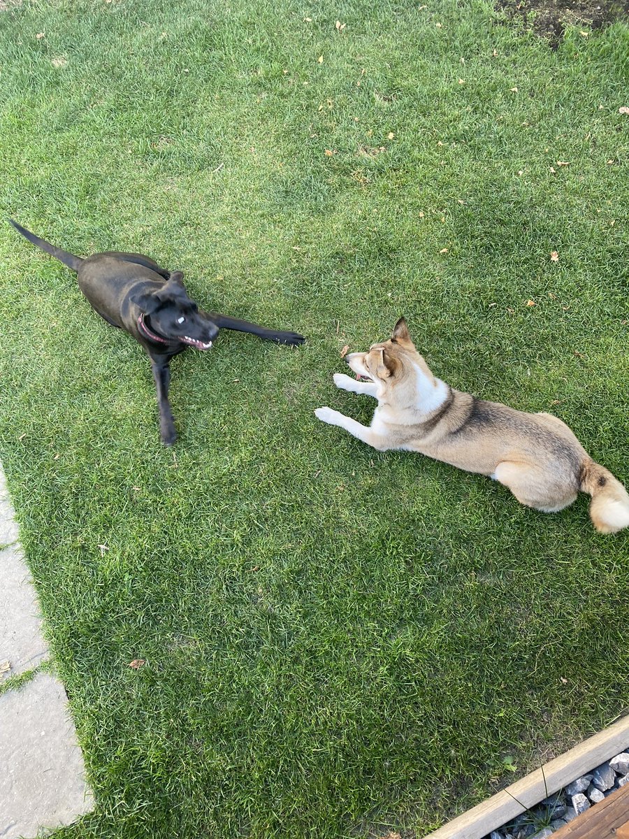 HoppyRob's tweet image. Great weekend spent dog sitting by Piper and I!!!!