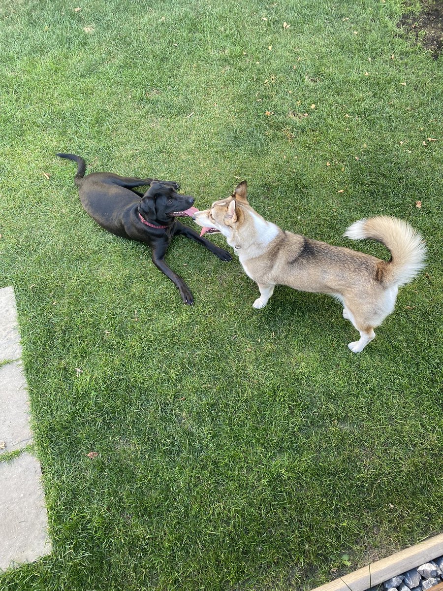 HoppyRob's tweet image. Great weekend spent dog sitting by Piper and I!!!!