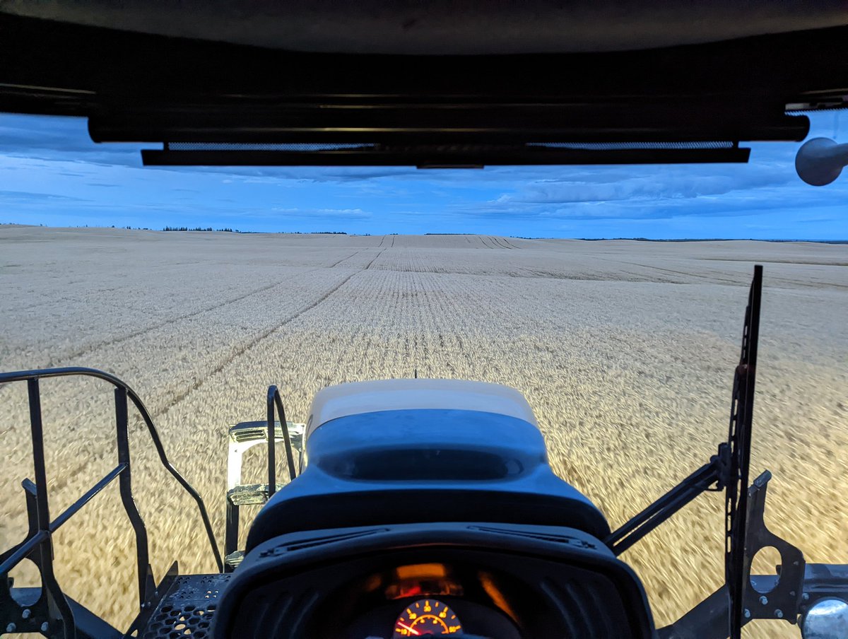 Wheat is by far the best crop on the farm this year. Accelerate CPS