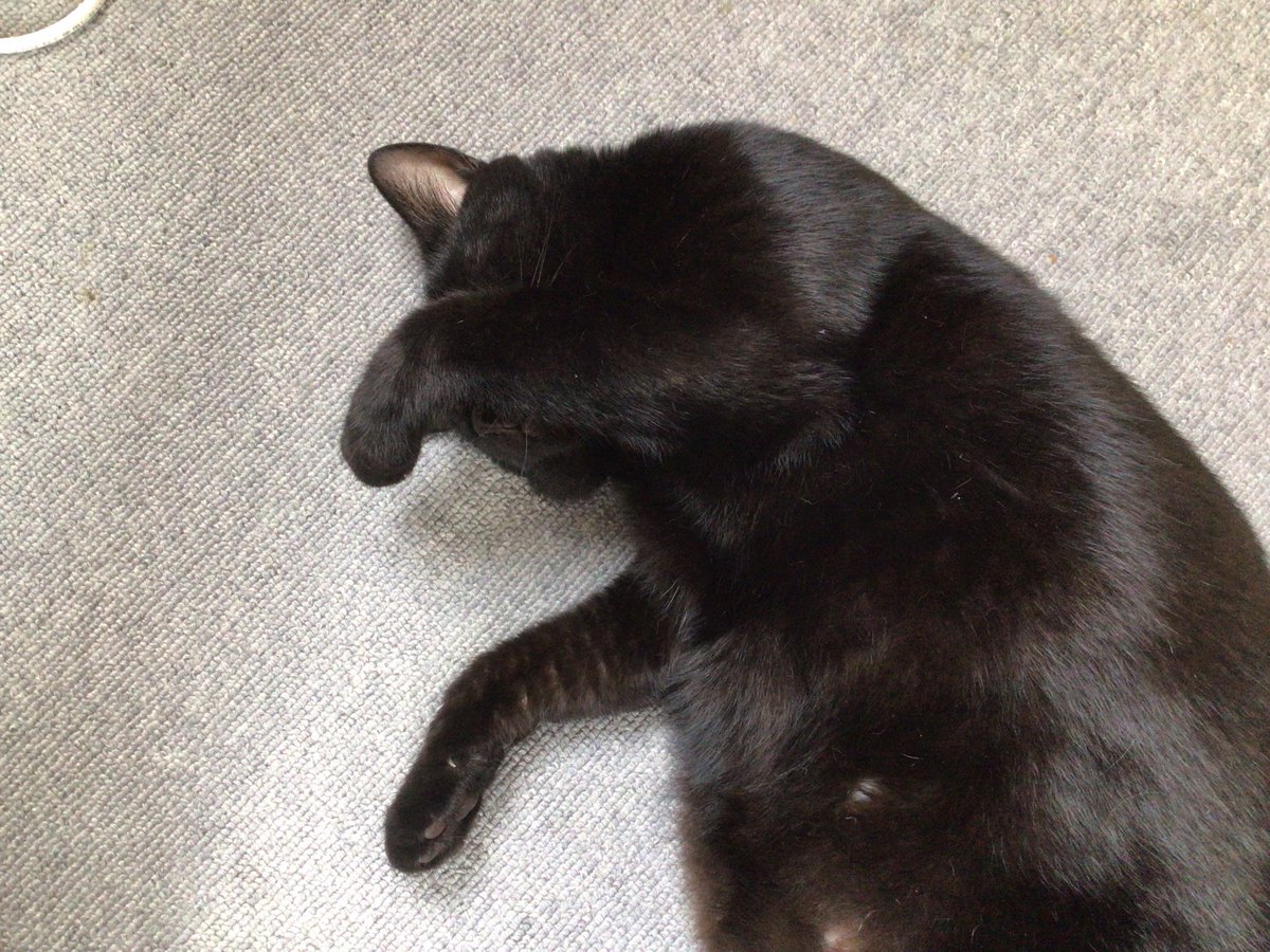 taitai0920's tweet photo. 足下で爆睡。
#黒猫
#猫の居る暮らし https://t.co/qykOgUWzpB