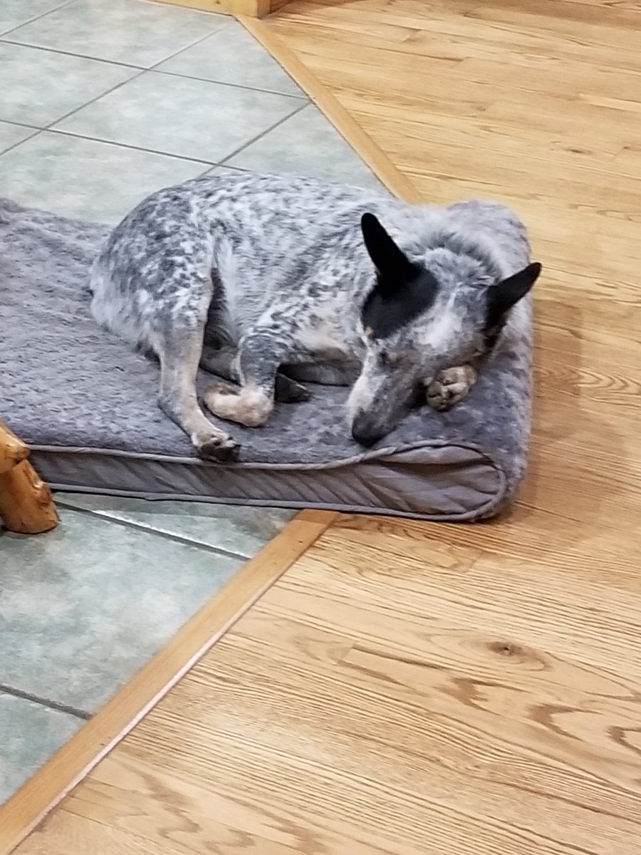 Because some days are just ruff...