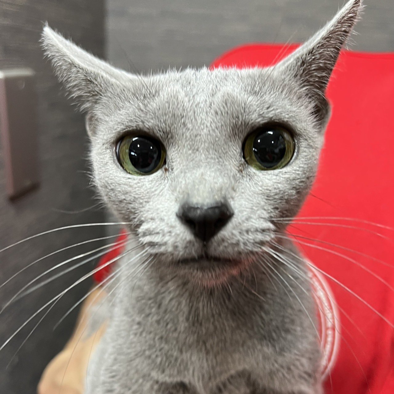 保護猫カフェ鶴橋店 ２階 元保護猫カフェマンチカン 里親募集 ロシアンブルー 女の子 マイヒメ 17 12 5生まれ とっても小柄な美人さん マイヒメちゃん ケージを開けると 激しいゴロゴロアピールで 大歓迎してくれます 面会を希望される